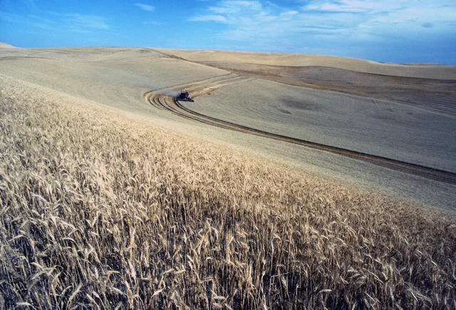 Mietitrebbiatrice durante il raccolto del grano nel Palouse, Idaho